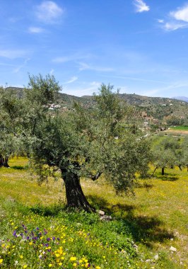 Olive trees in Malaga province in the springtime