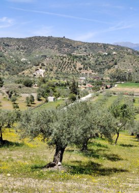 İlkbaharda Malaga 'da zeytin ağaçları