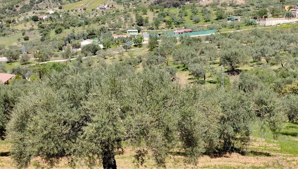 Olive Trees Malaga Province Springtime — kuvapankkivalokuva