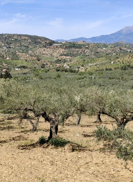 Olive Trees Malaga Province Springtime — Foto de Stock