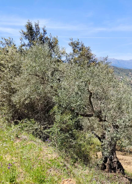 Olive Trees Malaga Province Springtime — Stock Photo, Image