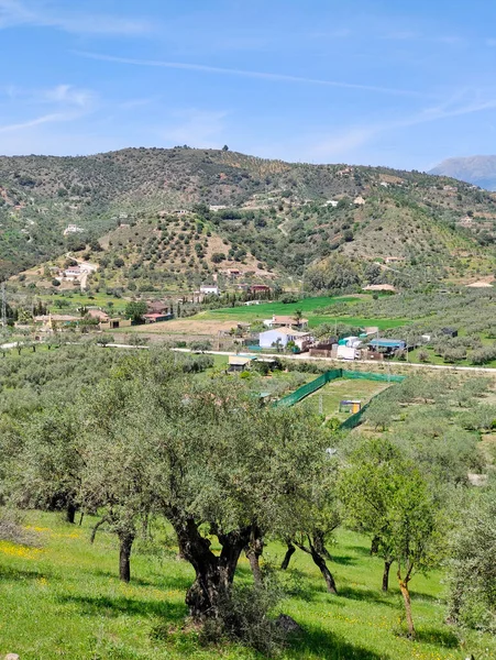 Olive Trees Malaga Province Springtime —  Fotos de Stock