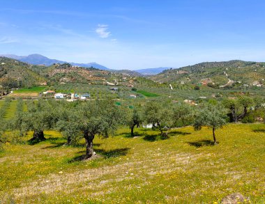 Olive trees in Malaga province in the springtime