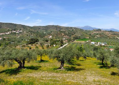 İlkbaharda Malaga 'da zeytin ağaçları