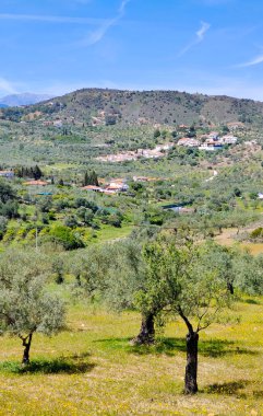 İlkbaharda Malaga 'da zeytin ağaçları