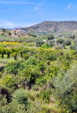 İlkbaharda Malaga 'da zeytin ağaçları