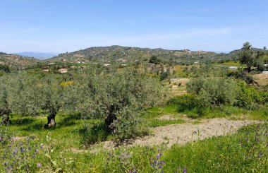 İlkbaharda Malaga 'da zeytin ağaçları