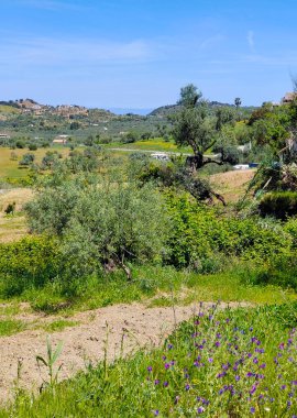 İlkbaharda Malaga 'da zeytin ağaçları