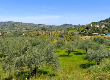 İlkbaharda Malaga 'da zeytin ağaçları