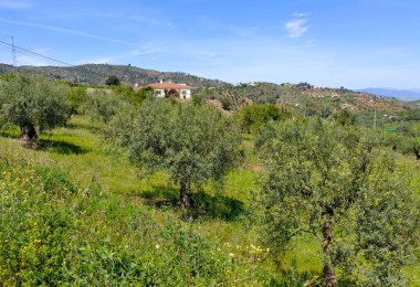 İlkbaharda Malaga 'da zeytin ağaçları