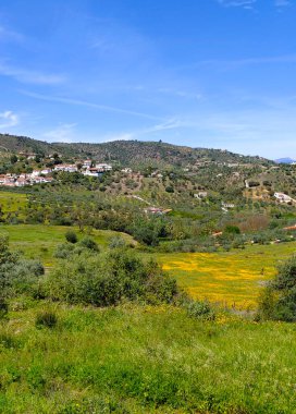 İlkbaharda Malaga 'da zeytin ağaçları