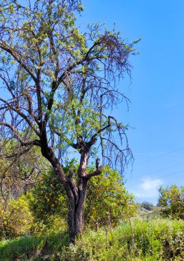 Güneşli bir günde, Span 'ın güneyindeki Malaga eyaletinin çayırlarındaki ağaçlar