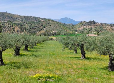 İlkbaharda Malaga 'da zeytin ağaçları
