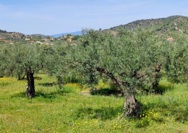 İlkbaharda Malaga 'da zeytin ağaçları