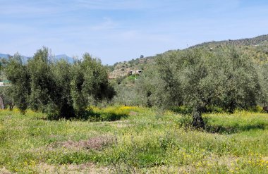 İlkbaharda Malaga 'da zeytin ağaçları