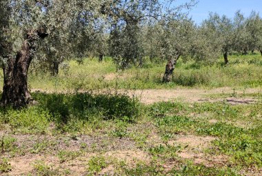 İlkbaharda Malaga 'da zeytin ağaçları