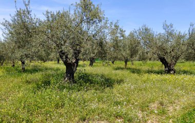 İlkbaharda Malaga 'da zeytin ağaçları