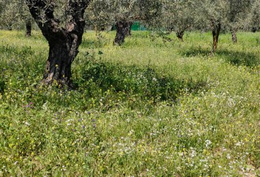 İlkbaharda Malaga 'da zeytin ağaçları