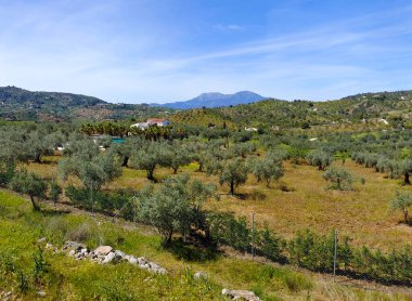 İlkbaharda Malaga 'da zeytin ağaçları