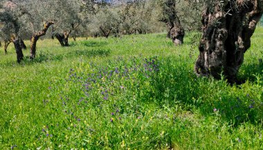 Olive trees in Malaga province in the springtime