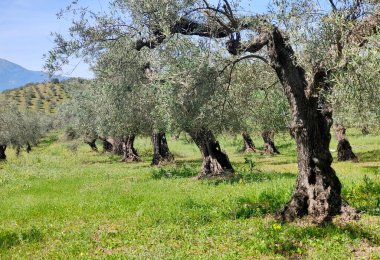 İlkbaharda Malaga 'da zeytin ağaçları
