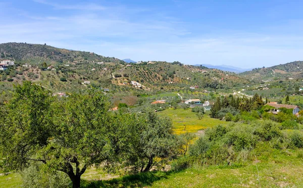 Olive Trees Malaga Province Springtime — Foto Stock