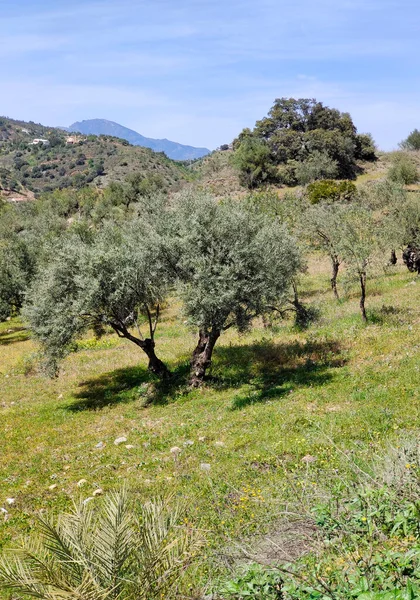 Olive Trees Malaga Province Springtime — Foto de Stock