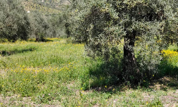 Olive Trees Malaga Province Springtime — kuvapankkivalokuva