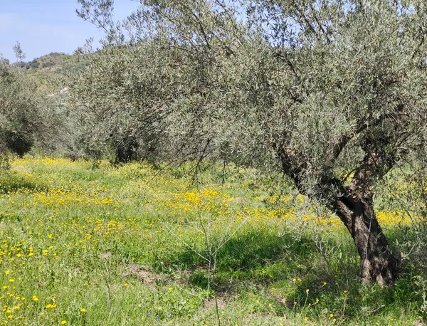 Olive Trees Malaga Province Springtime — kuvapankkivalokuva