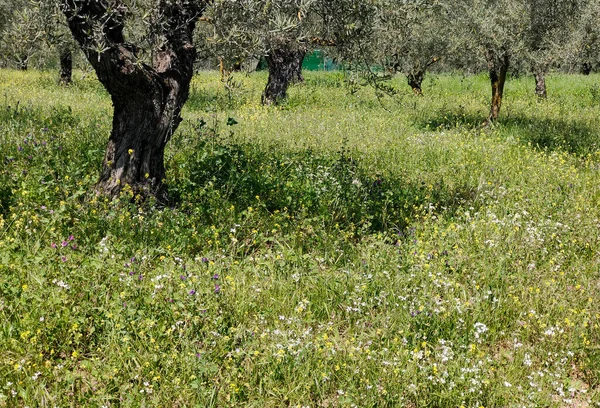 Olive Trees Malaga Province Springtime — Stockfoto