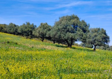Güneşli bir günde, Span 'ın güneyindeki Malaga eyaletinin çayırlarındaki ağaçlar