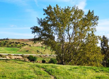 Güneşli bir günde, Span 'ın güneyindeki Malaga eyaletinin çayırlarındaki ağaçlar