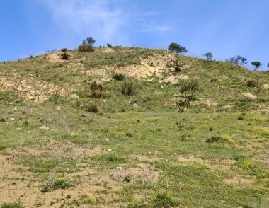 Güneşli bir günde, Span 'ın güneyindeki Malaga eyaletinin çayırlarındaki ağaçlar