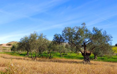 İlkbaharda Malaga 'da zeytin ağaçları