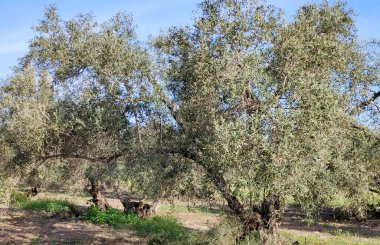 İlkbaharda Malaga 'da zeytin ağaçları