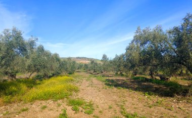 İlkbaharda Malaga 'da zeytin ağaçları