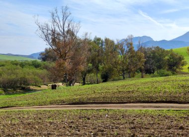 Güneşli bir günde, Span 'ın güneyindeki Malaga eyaletinin çayırlarındaki ağaçlar