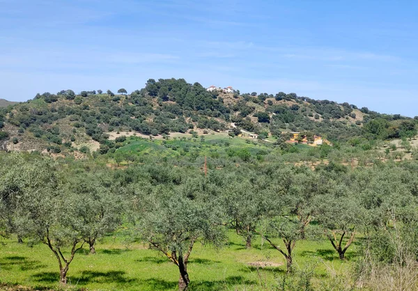 Olivenbäume Der Provinz Málaga Frühling — Stockfoto