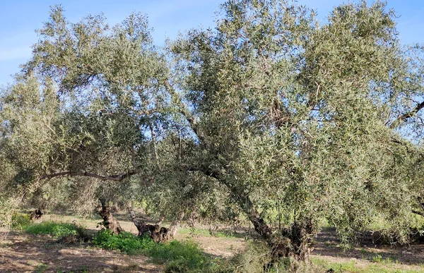 Olive Trees Malaga Province Springtime — Stockfoto