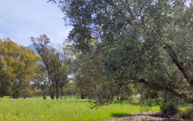 Güneşli bir günde, Span 'ın güneyindeki Malaga eyaletinin çayırlarındaki ağaçlar