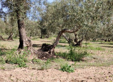 İlkbaharda Malaga 'da zeytin ağaçları