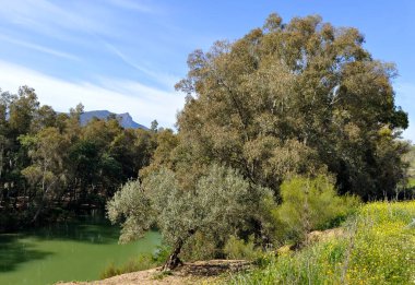 Güneşli bir günde, Span 'ın güneyindeki Malaga eyaletinin çayırlarındaki ağaçlar