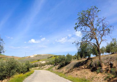 Güneşli bir günde, Span 'ın güneyindeki Malaga eyaletinin çayırlarında yol