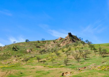 Güneşli bir günde, Span 'ın güneyindeki Malaga eyaletinin çayırlarındaki ağaçlar