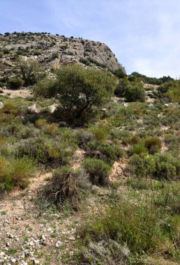 Güneşli bir günde, Span 'ın güneyindeki Malaga eyaletinin çayırlarındaki ağaçlar