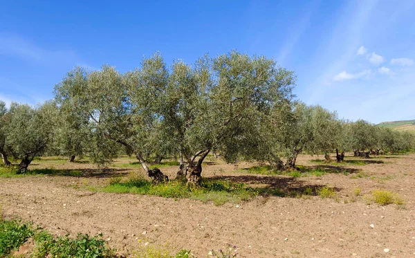 Olive Trees Malaga Province Springtime — Stockfoto