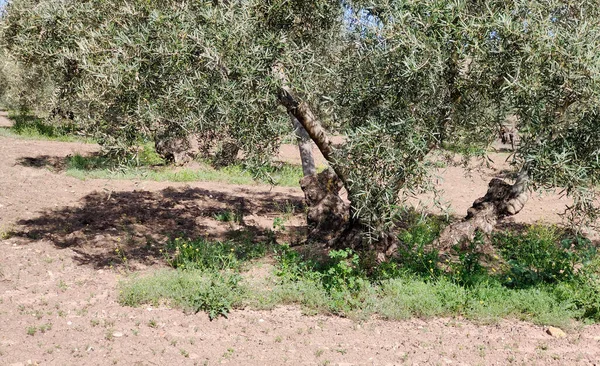 Olive Trees Malaga Province Springtime — Foto de Stock