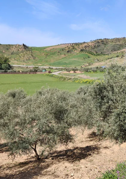 Olive Trees Malaga Province Springtime — Φωτογραφία Αρχείου