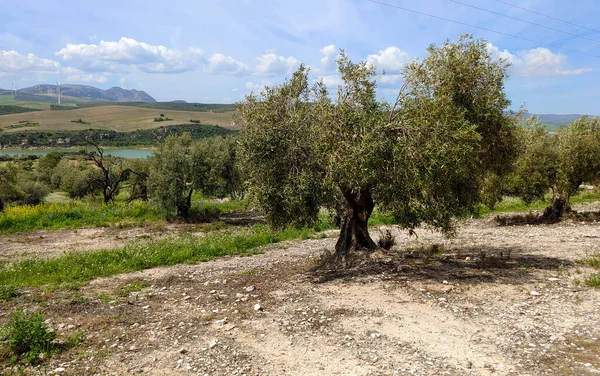 Olive Trees Malaga Province Springtime — Stock Photo, Image