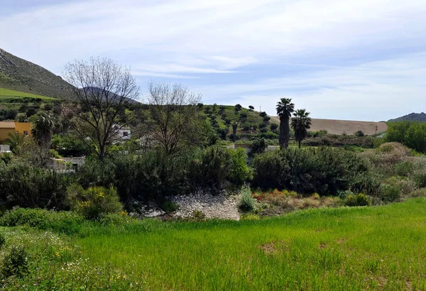 Wiesen Der Provinz Málaga Süden Spaniens Frühling — Stockfoto